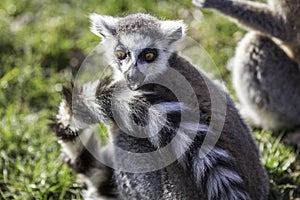 Funny animal surprised expression from a shocked ring-tailed lemur photo
